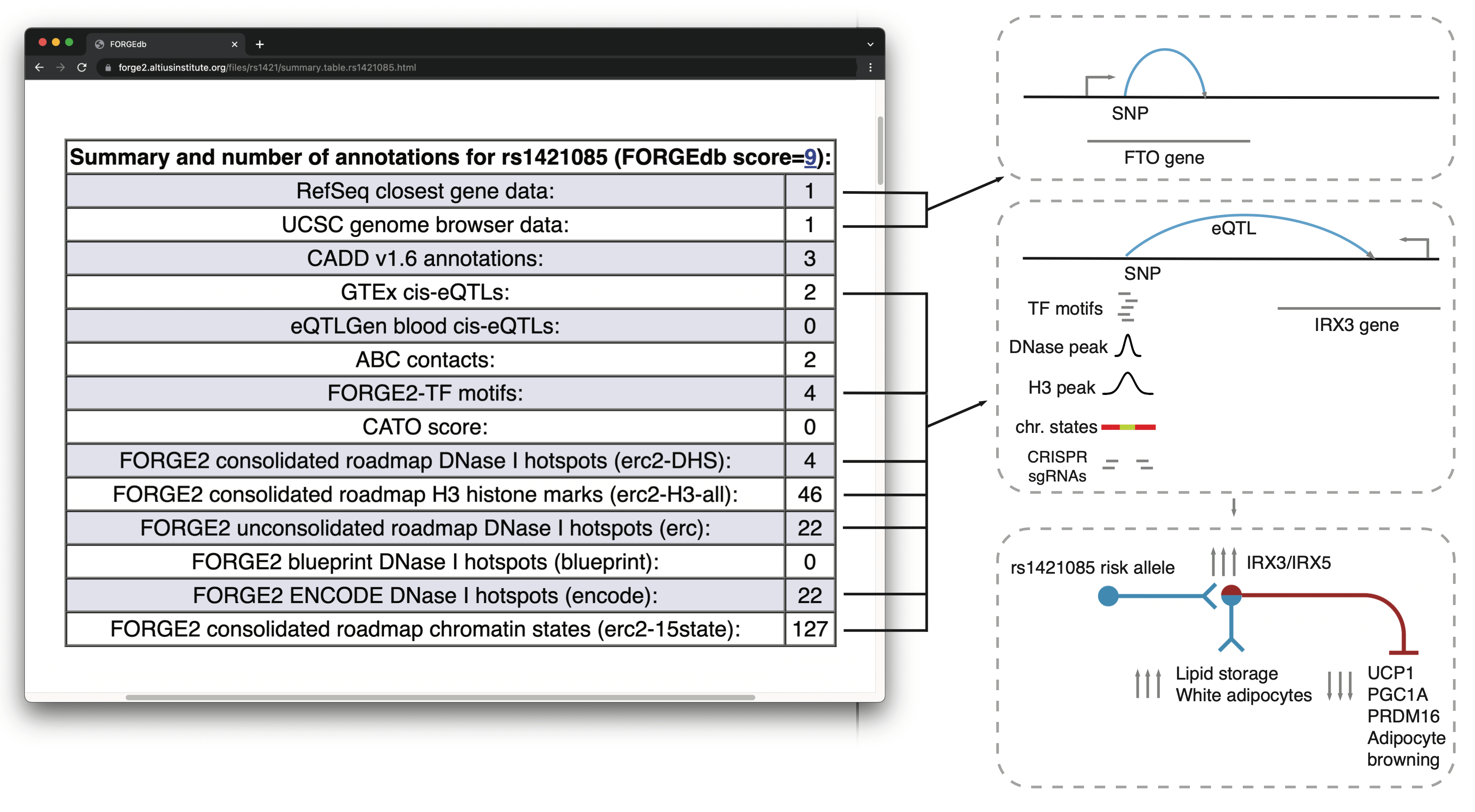Example FORGEdb results for rs1421085